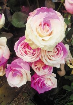 七夕禮物鮮花仍是“主角”，一日銷量抵平時一周