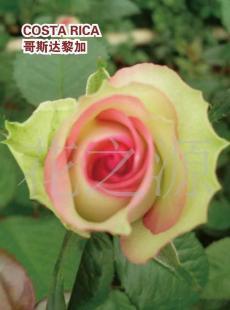 高品質鮮切玫瑰 昆明華源花卉的精品之選