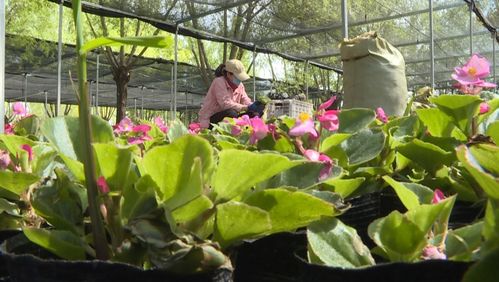 揭秘康巴什園林“花工廠” 禮品花卉銷售背后的綠色經(jīng)濟(jì)密碼