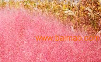 跨省聯(lián)供 永嘉、山東、河南、北京花卉綠植供應(yīng)鏈全景